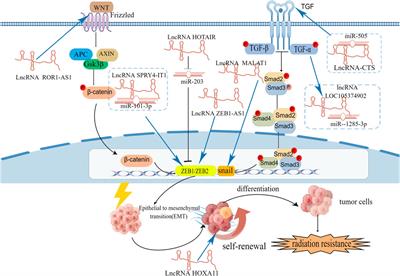 Molecular mechanisms of long noncoding RNAs associated with cervical cancer radiosensitivity